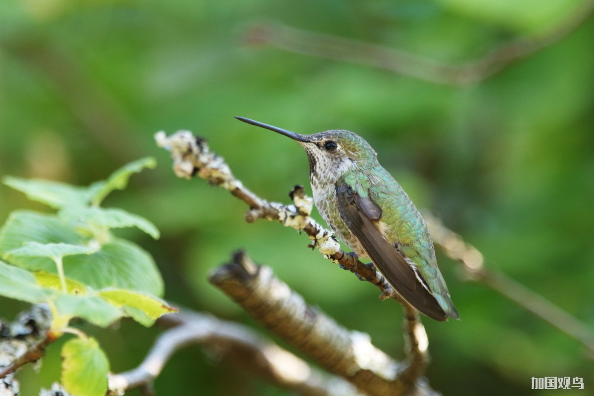 安氏蜂鸟 Anna's Hummingbird