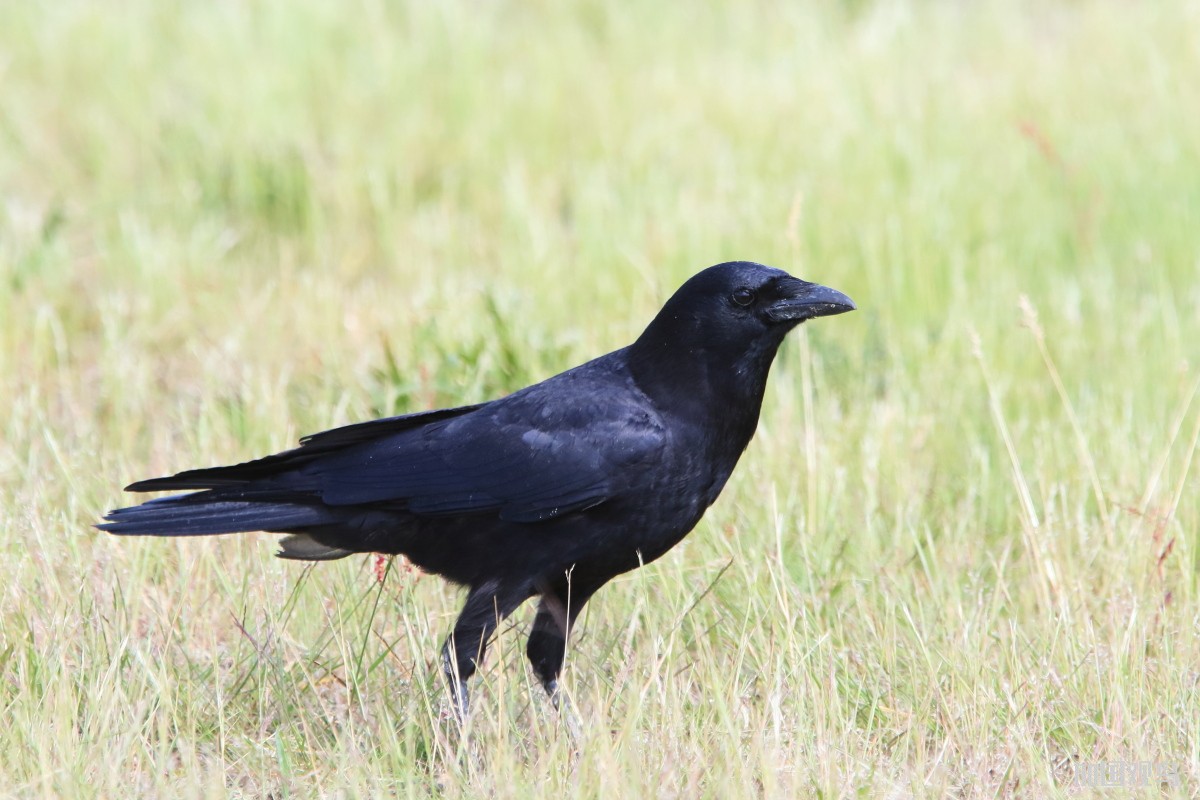 北美乌鸦 Northwestern Crow