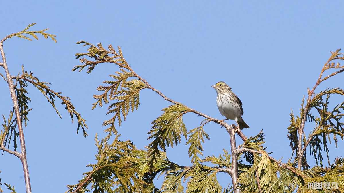 Savannah Sparrow 稀樹草鵐