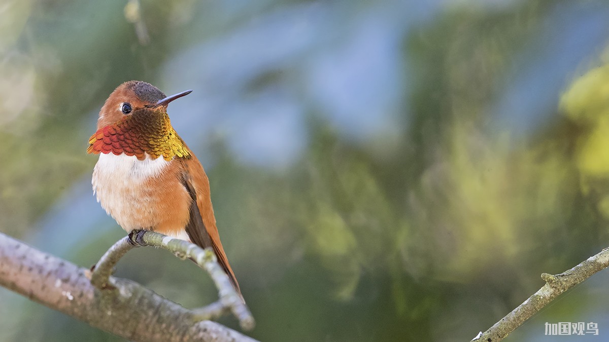 Rufous Hummingbird 棕煌蜂鳥
