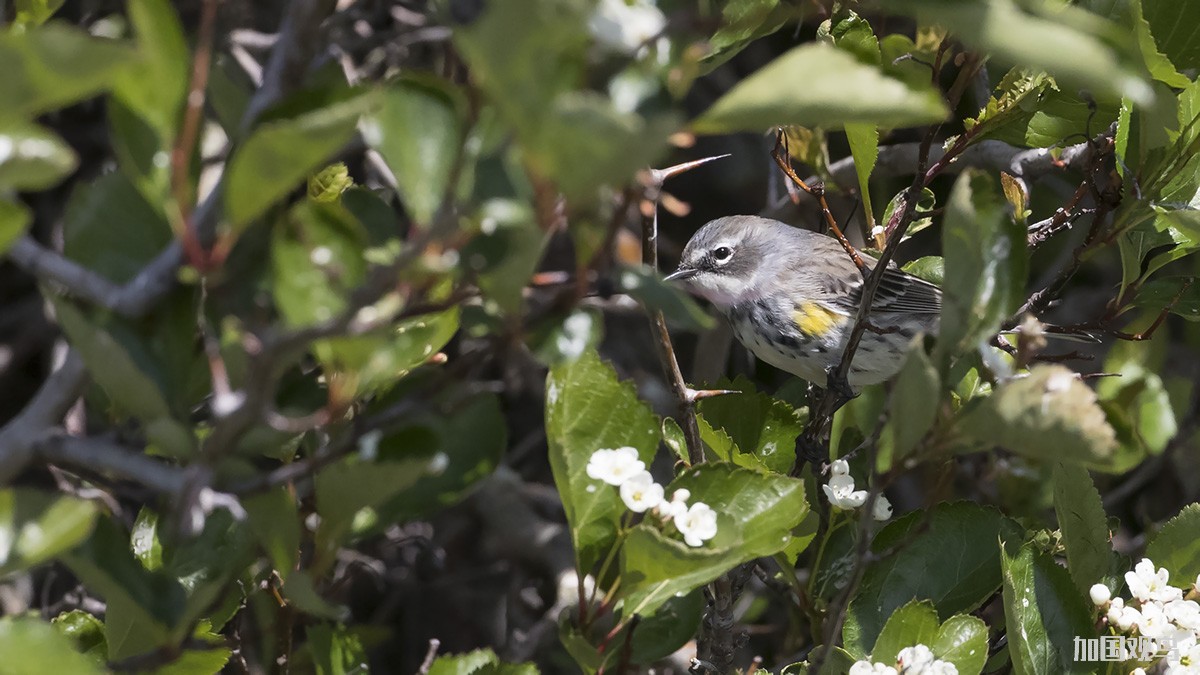  Yellow-rumped Warbler  黄腰林鶯