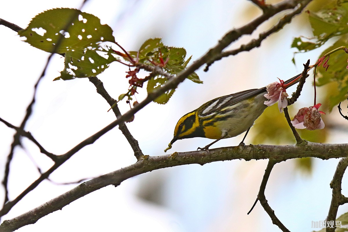 Townsend's Warbler(黑臉黃眉林鶯)