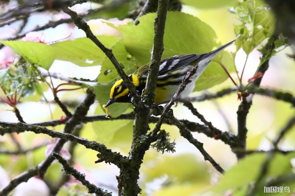 Townsend's Warbler(黑臉黃眉林鶯)
