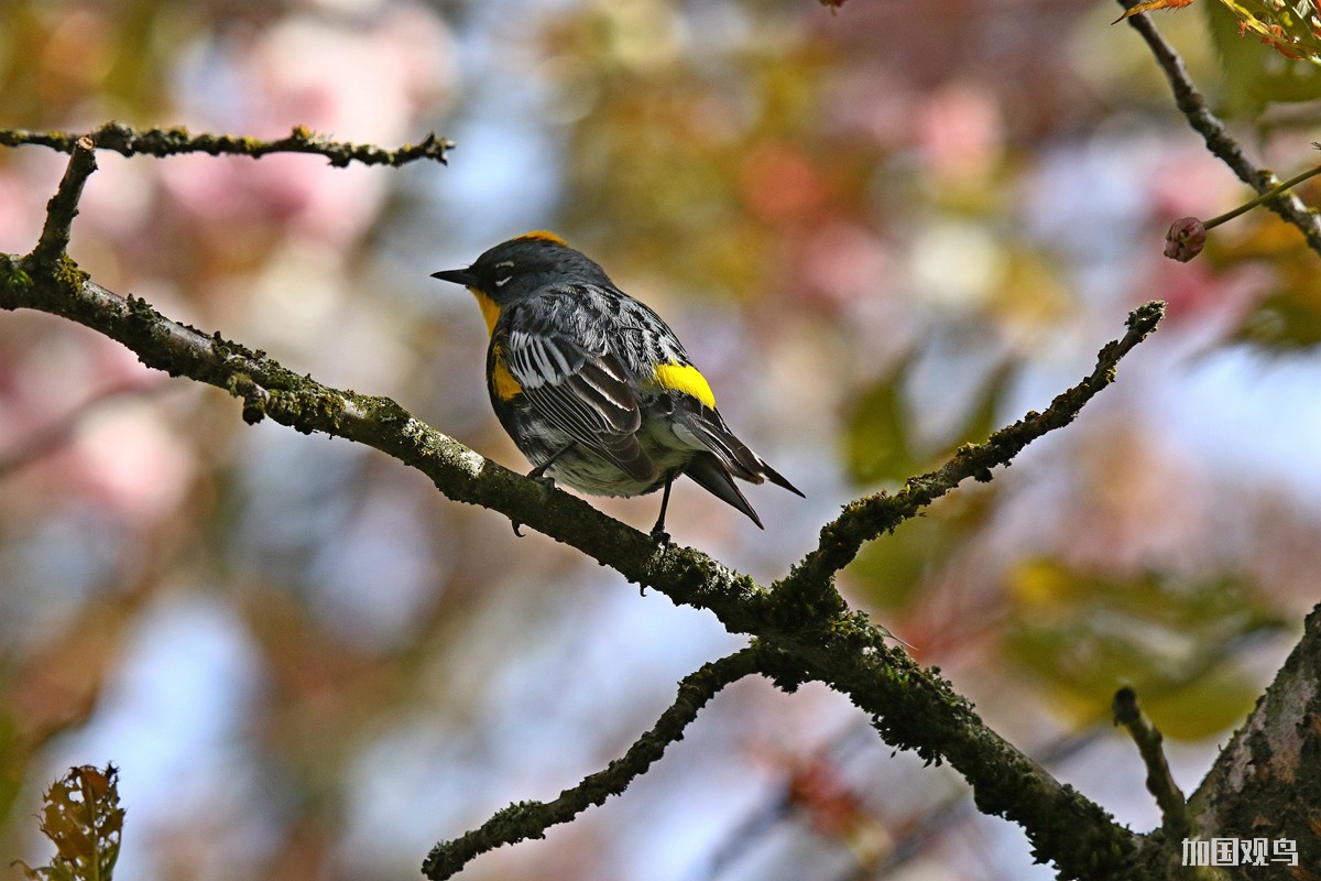 Yellow-rumped Warbler_Adubon's(黃喉黄腰林莺)_公鳥