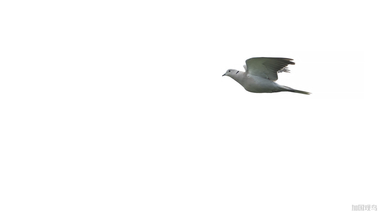 Eurasian Collared-Dove 悲斑鳩;灰斑鸠