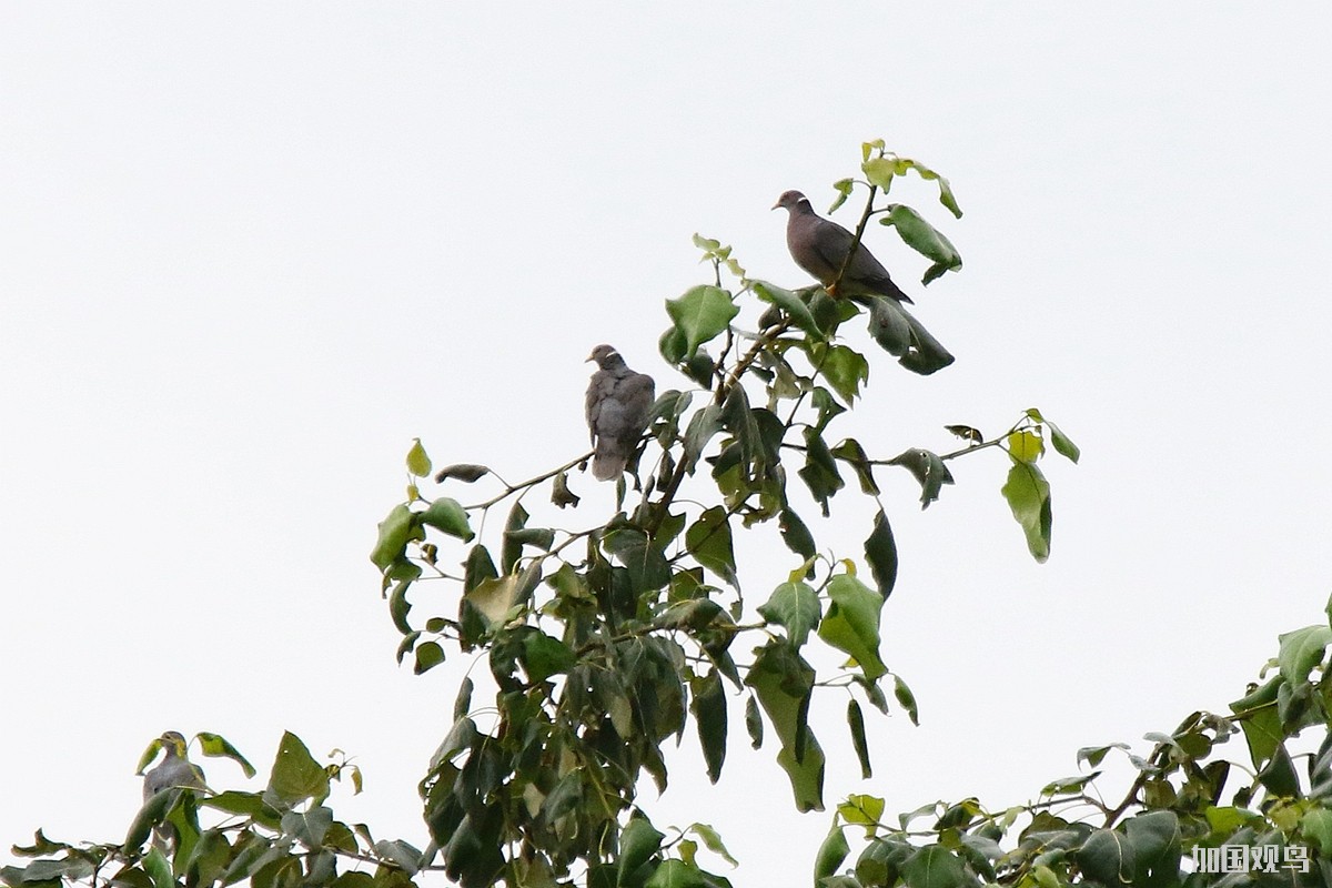 Band-tailed Pigeon 斑尾鴿