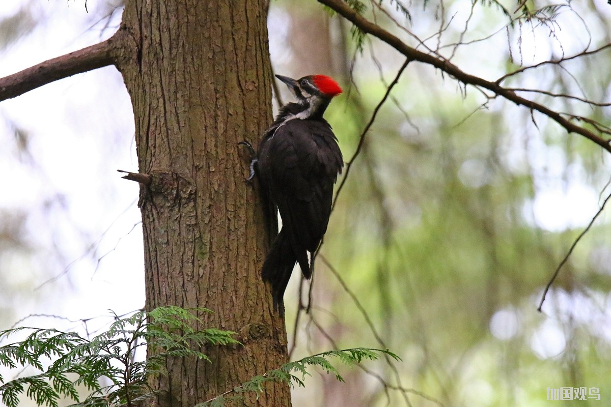 Pileated Woodpecker 北美黑啄木