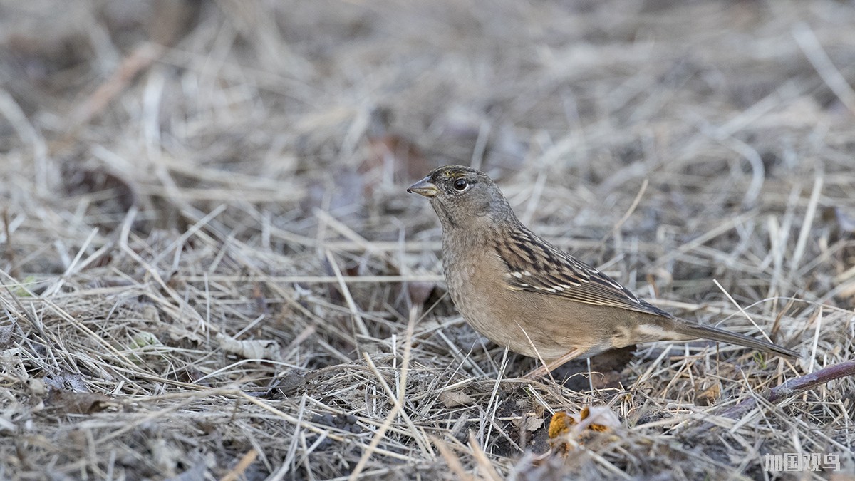  Golden-crowned Sparrow 金冠帶鵐